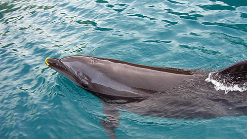 最精采的海豚表演秀,只在太平洋海豚湾dolphins pacific上演.